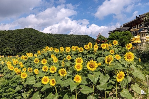 메인사진